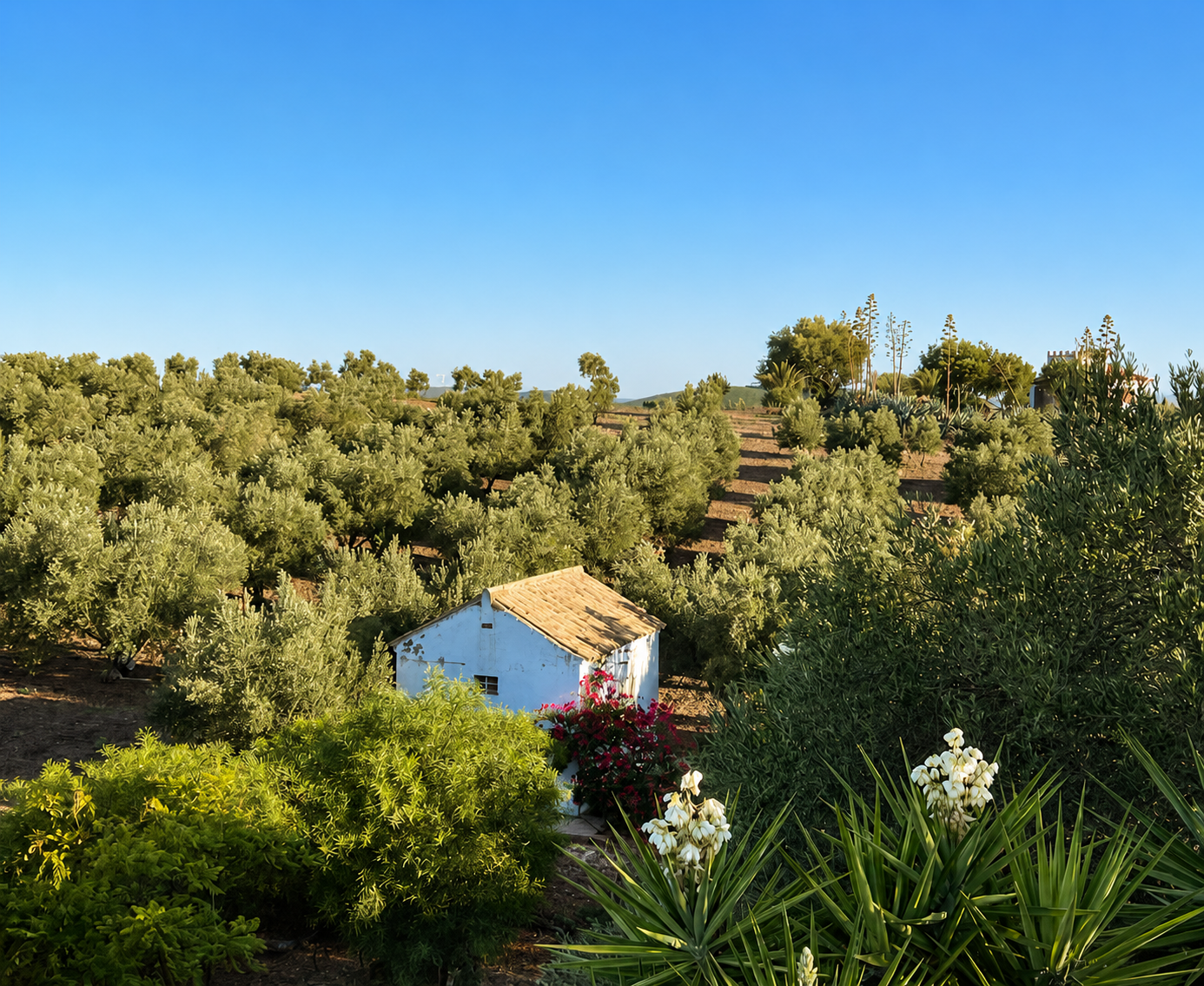 Olivar El Herrerillo - Medina Sidonia, Cádiz