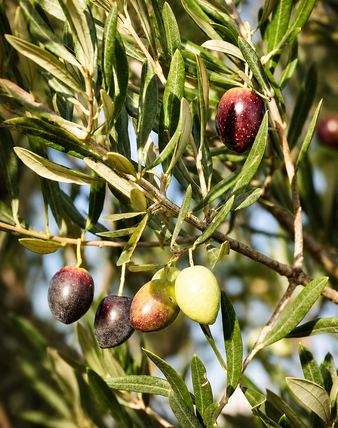 Aceitunas en el olivar El Herrerillo - Medina Sidonia